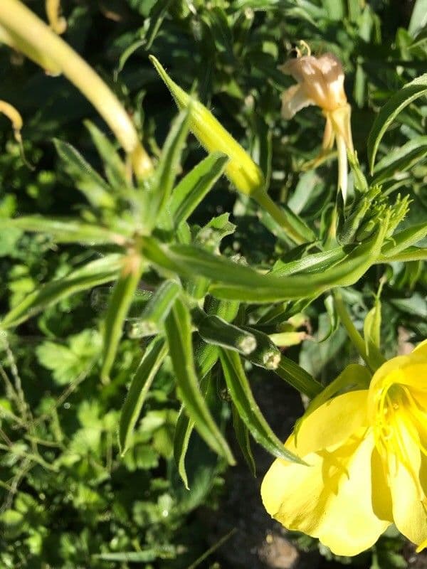 Onagra stricta 17