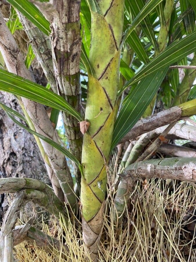 Orchidej 3