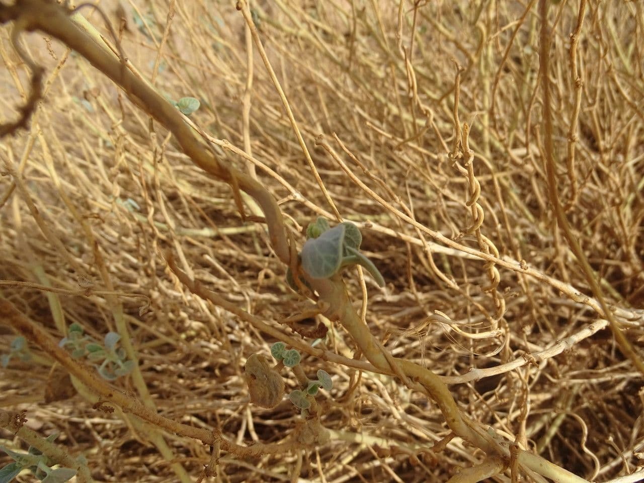 Pergularia tomentosa 21