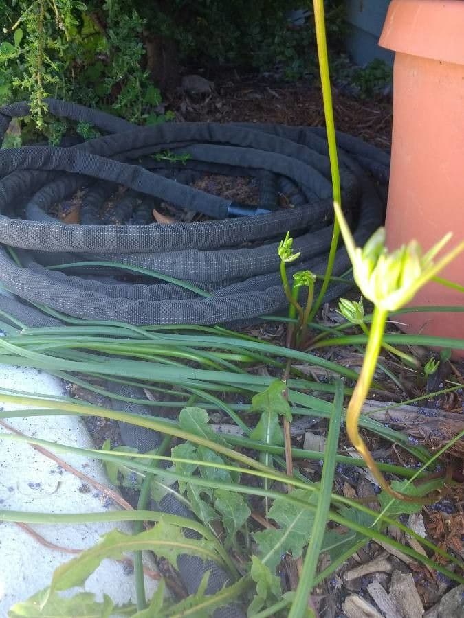 Brodiaea 6