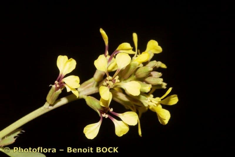 Falsa ginestra 4