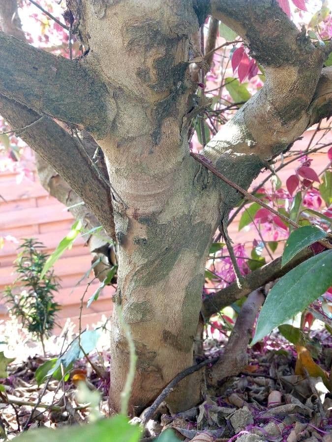 Loropetalum cinese 22