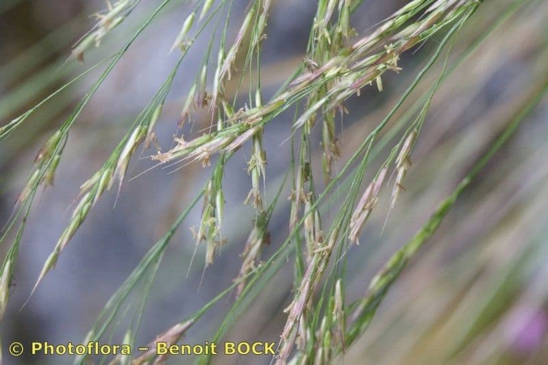 Agrostis di Schleicher