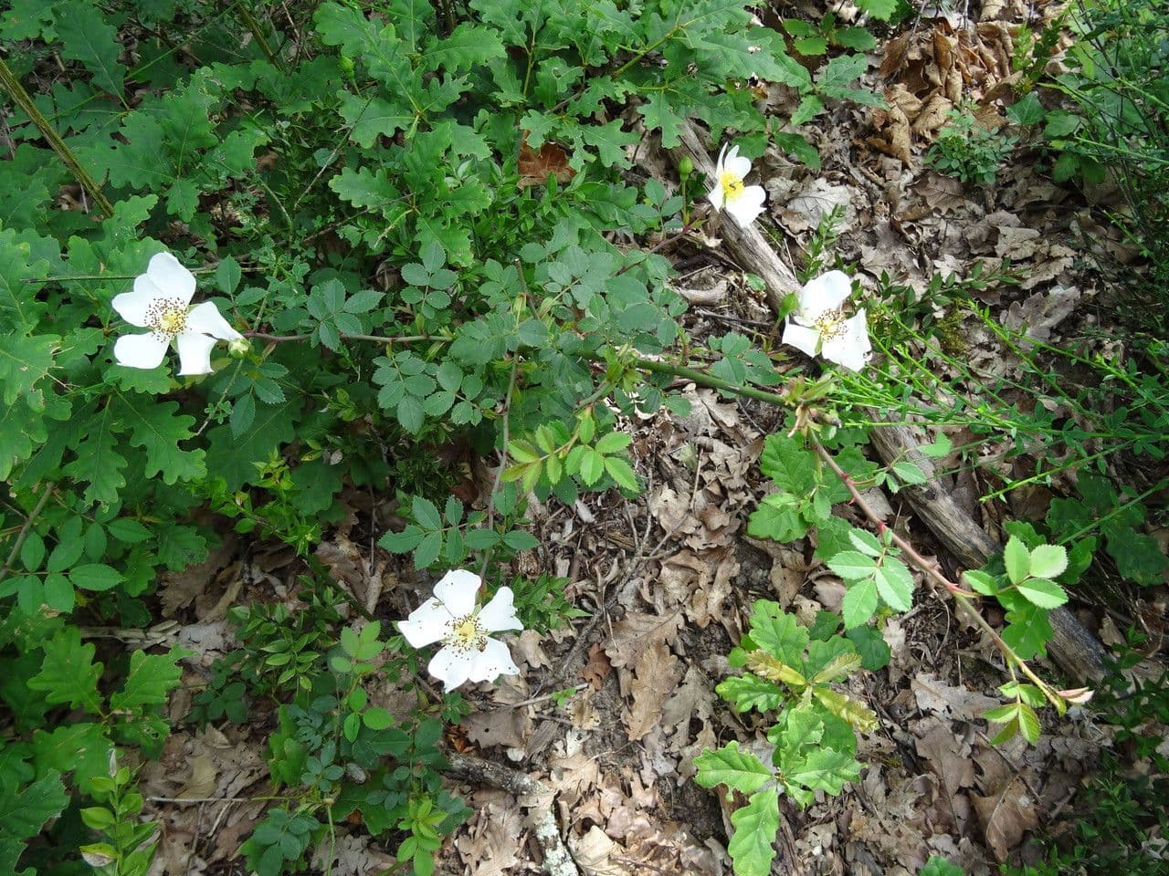 Rosa 14