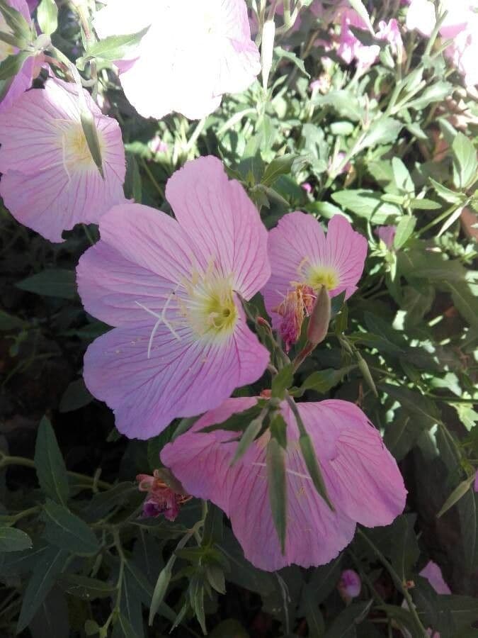 Enotera rosa 4