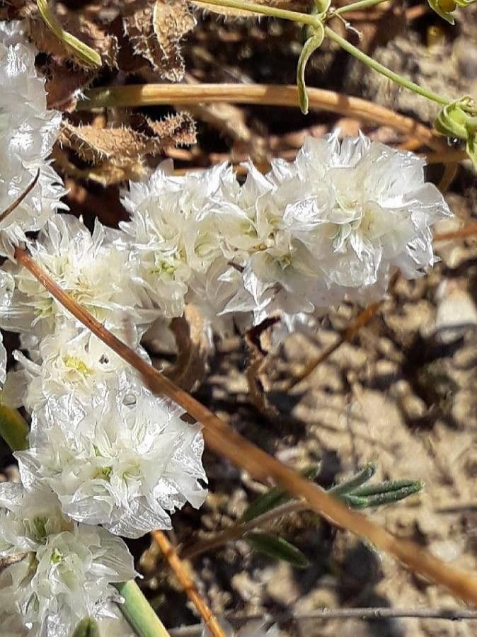 Paronychia capitata 5
