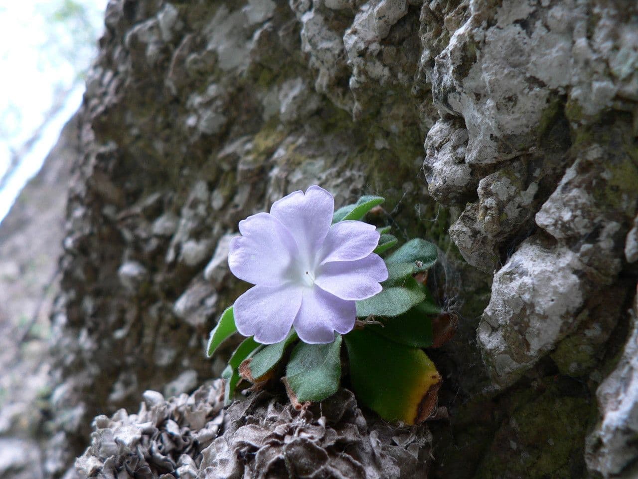 Primula 3