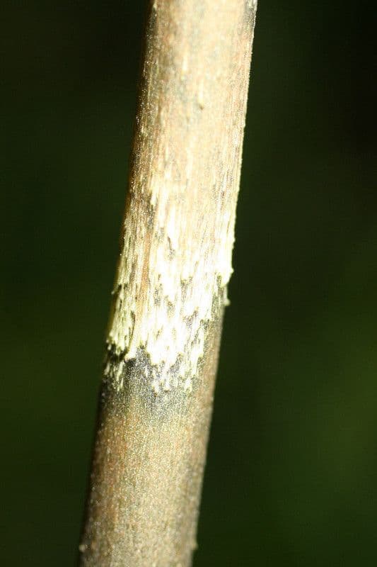 Dracontium 12