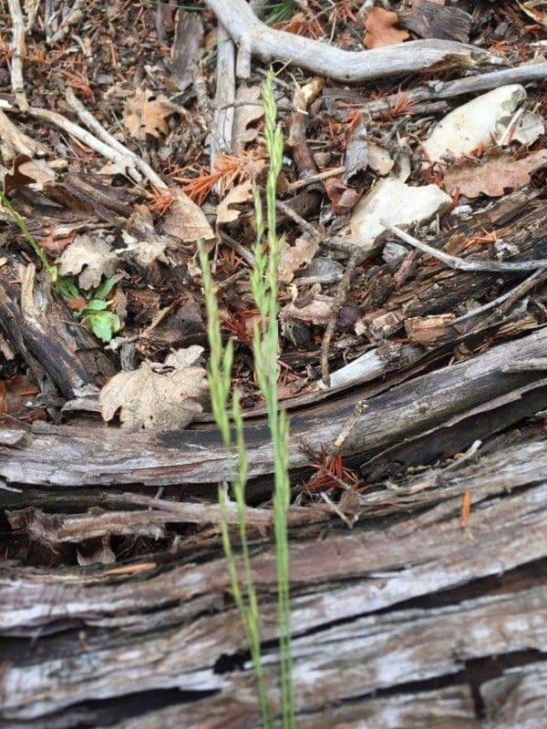 Festuca marginata 4