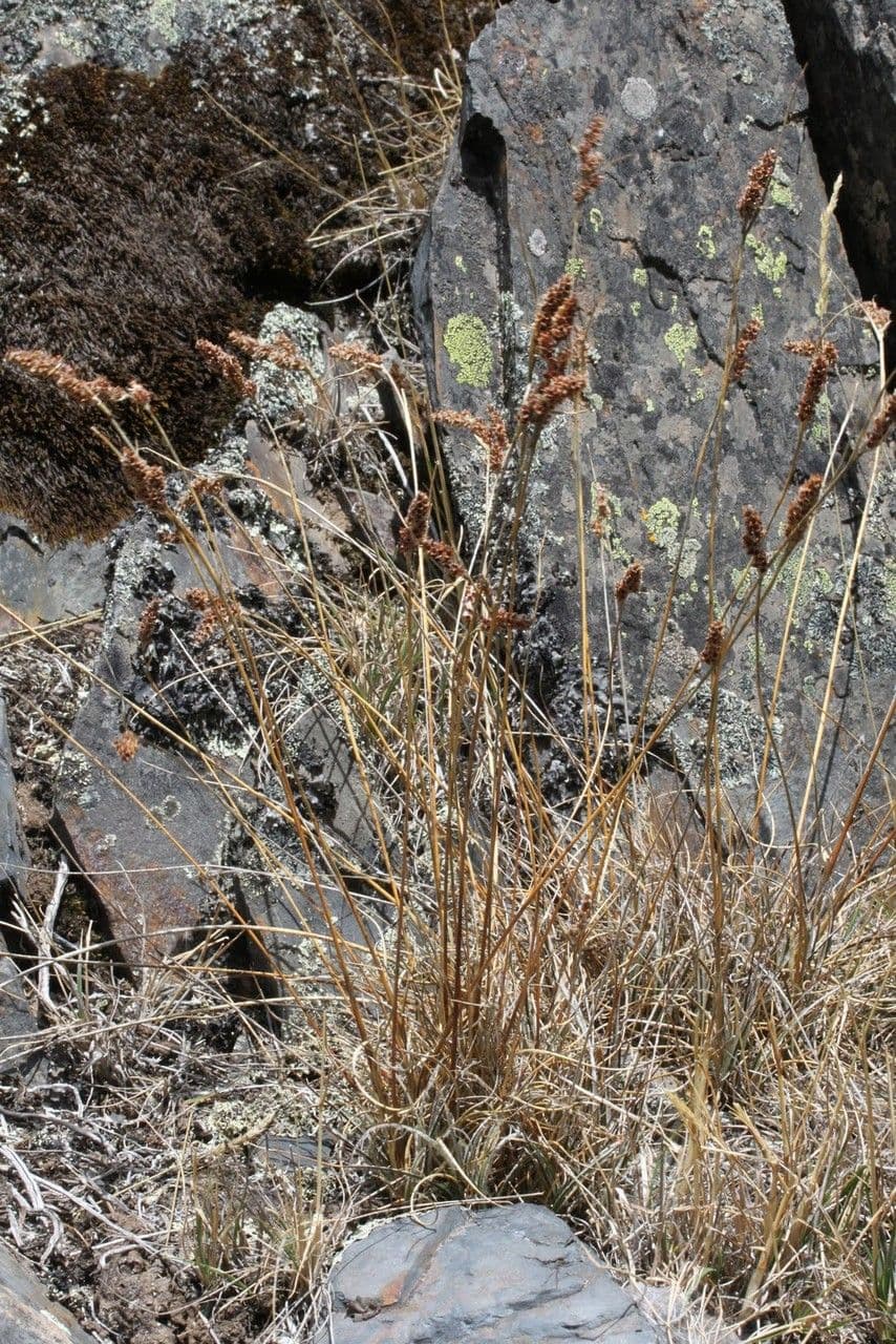 Luzula racemosa 10