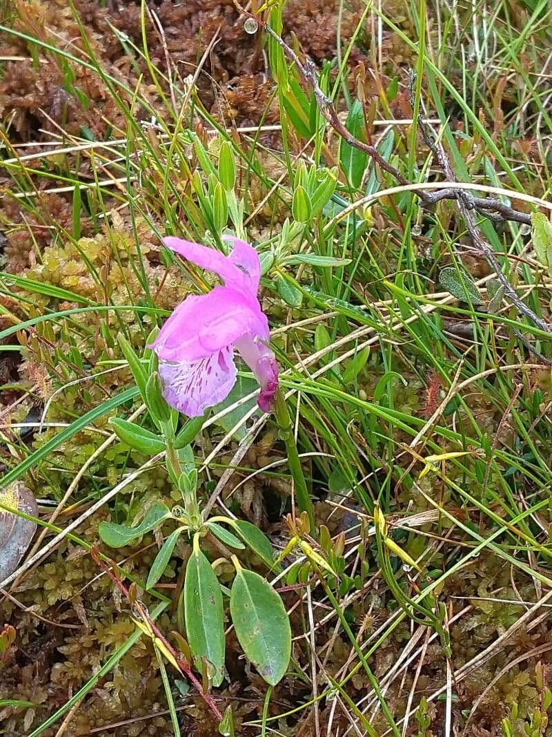 Arethusa bulbosa 4