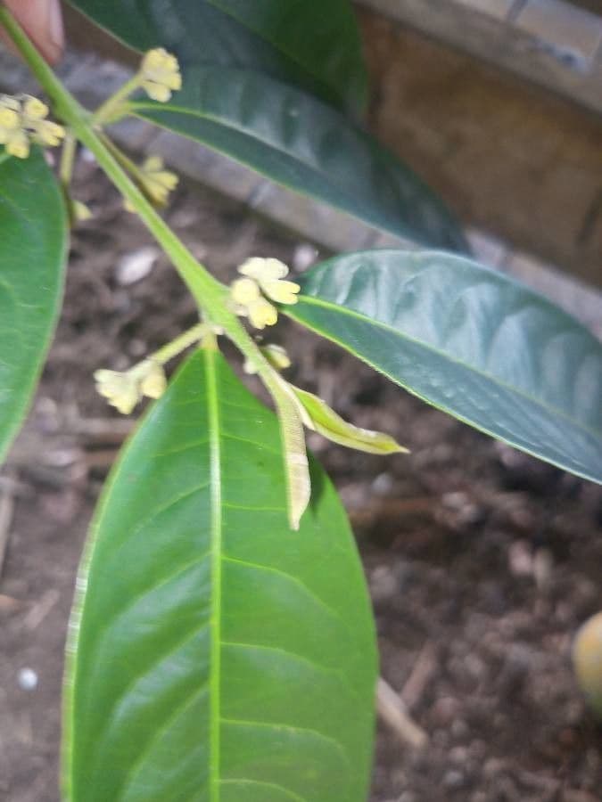 Siparuna 6