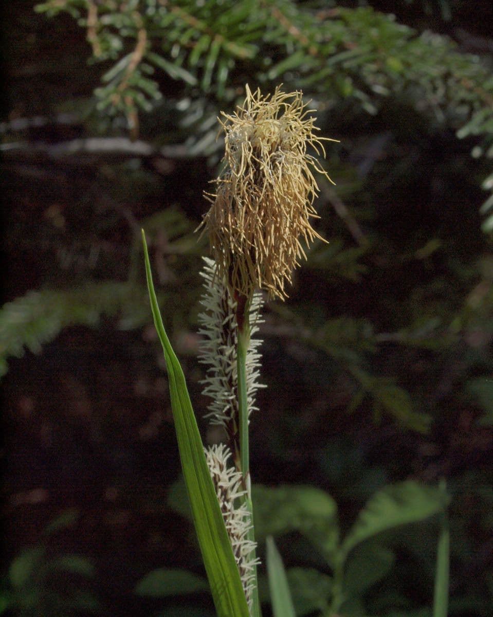 Carice spectabilis 4