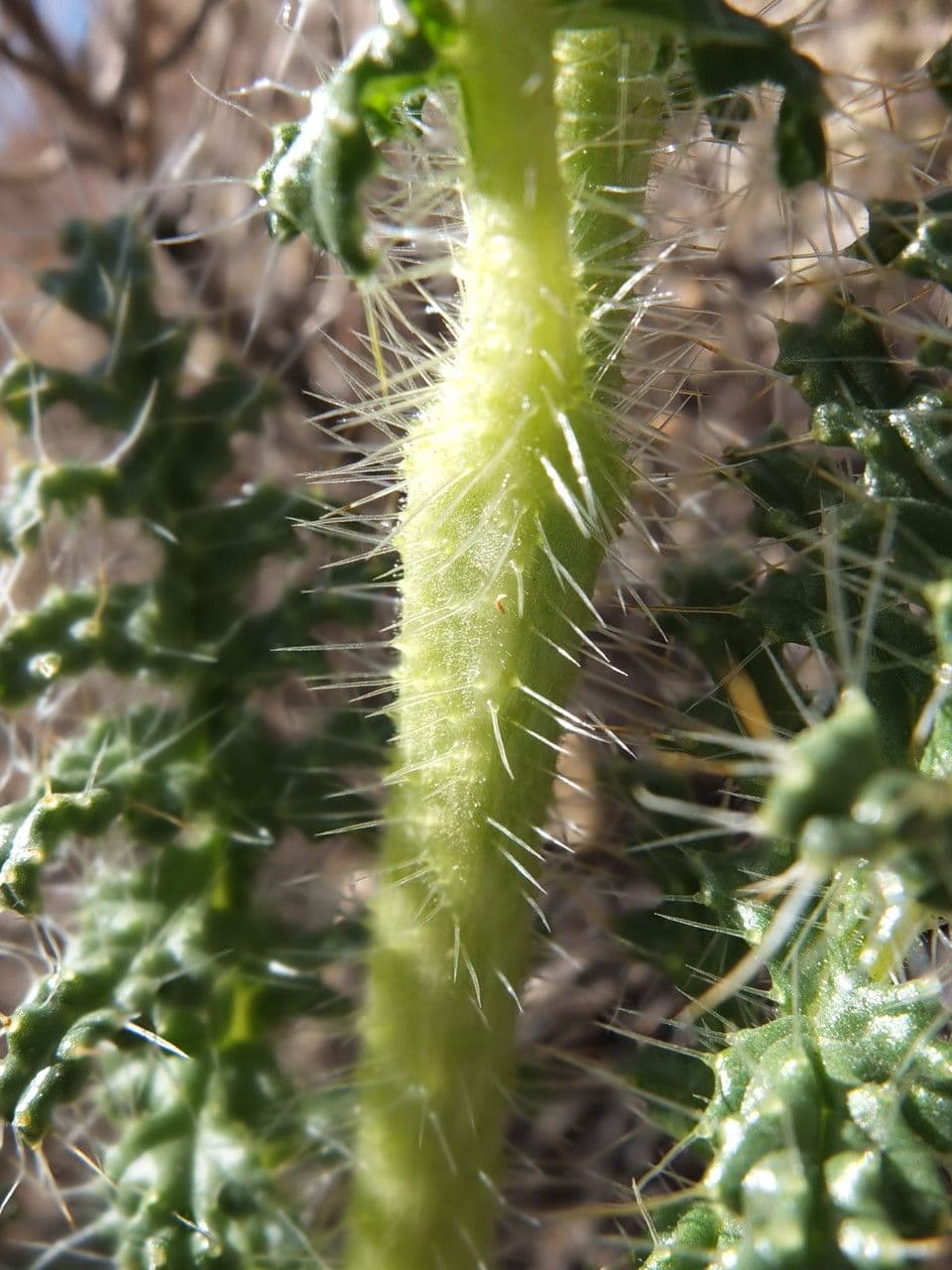 Caiophora 21