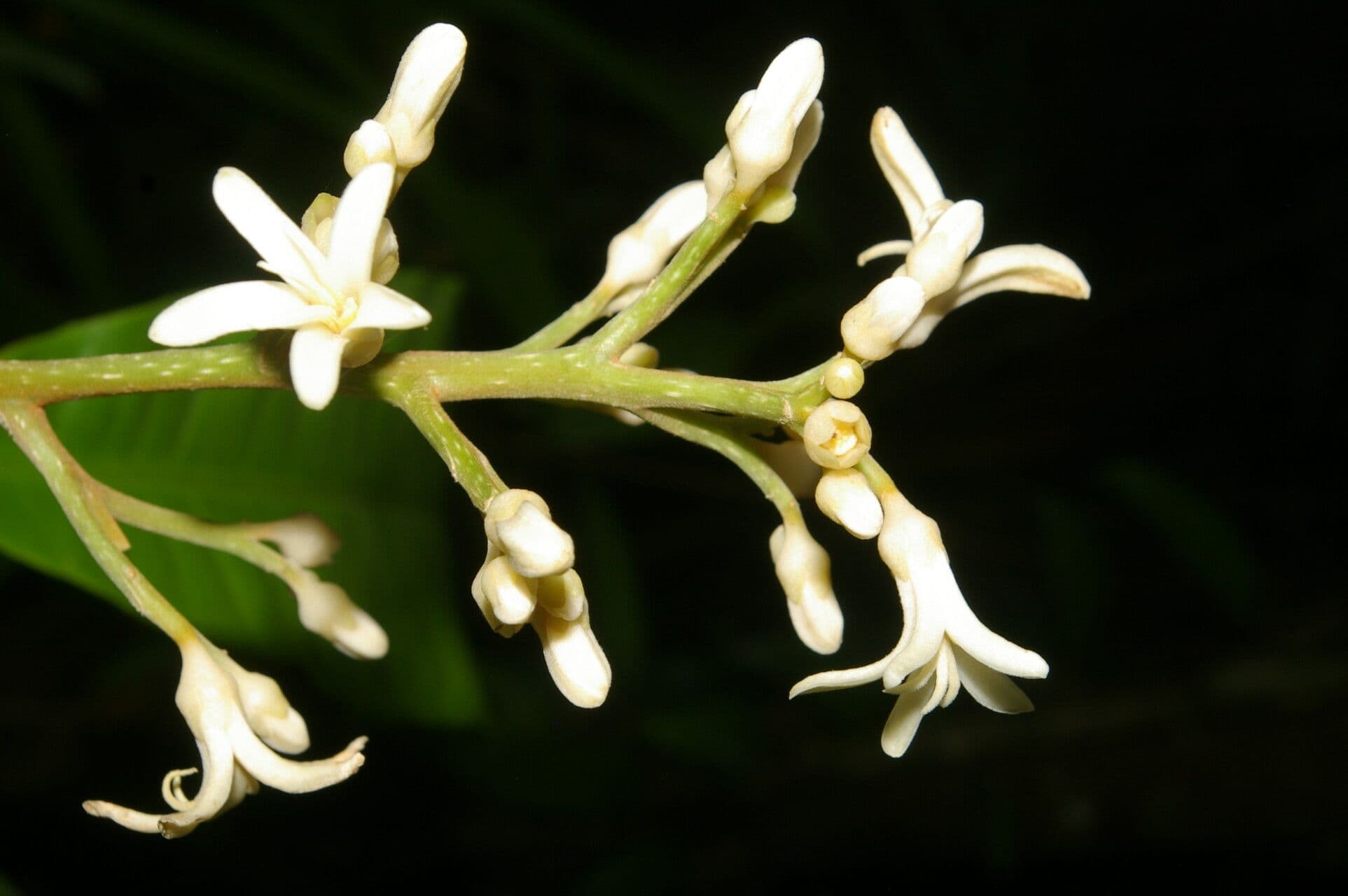 Conchocarpus 9
