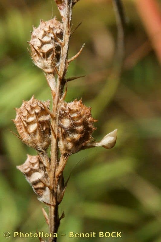 Sulla arenaria 2