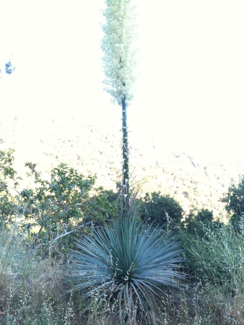 Whipples Yucca 9