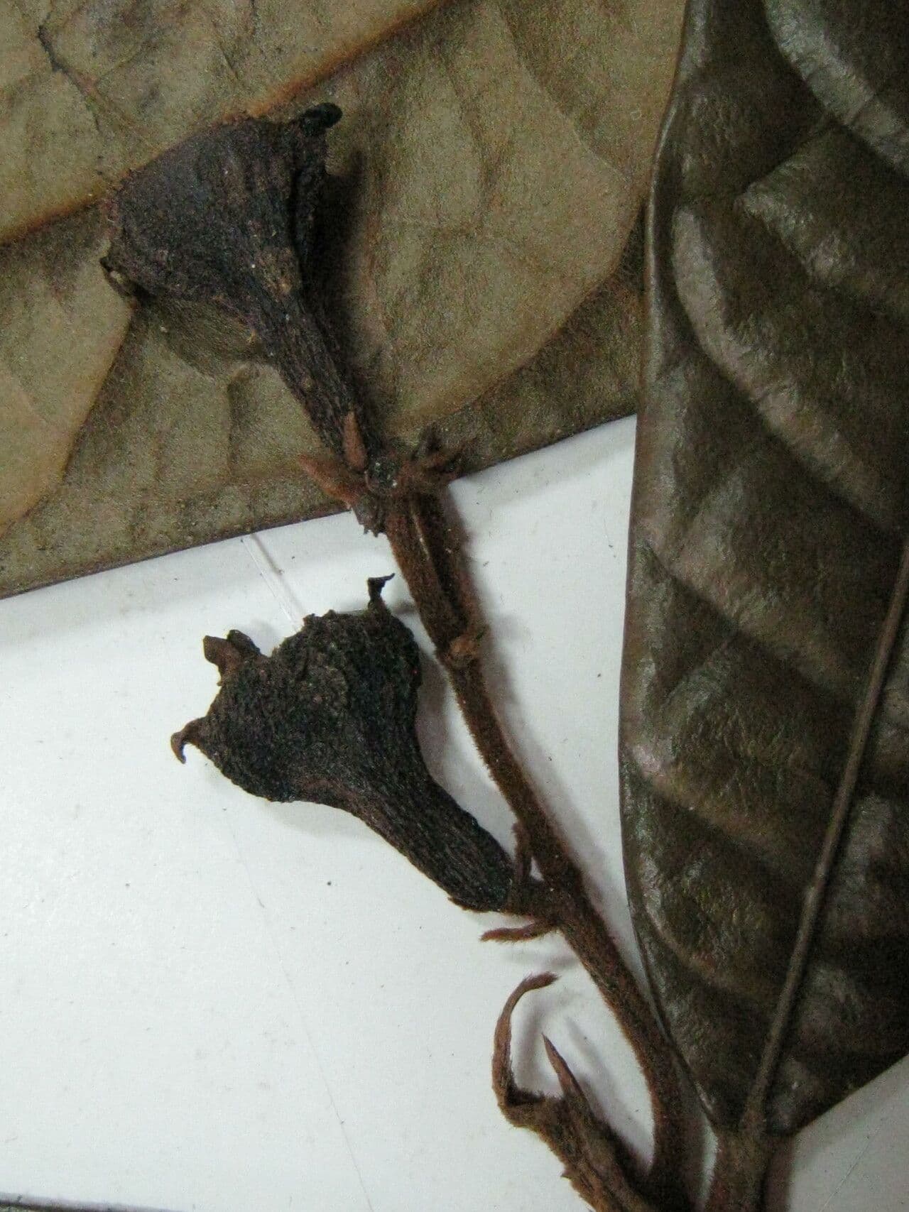 Rhodostemonodaphne 5