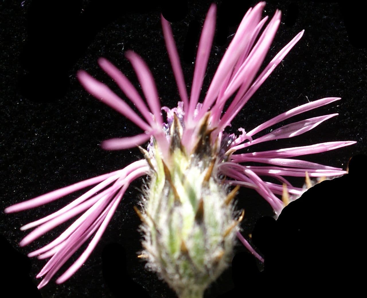 Volutaria tubuliflora 3