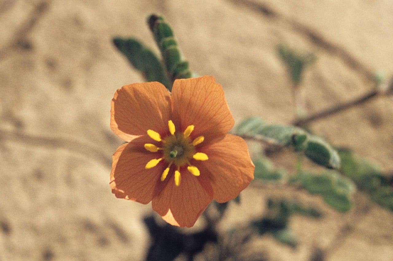 Papavero dell'Arizona 3