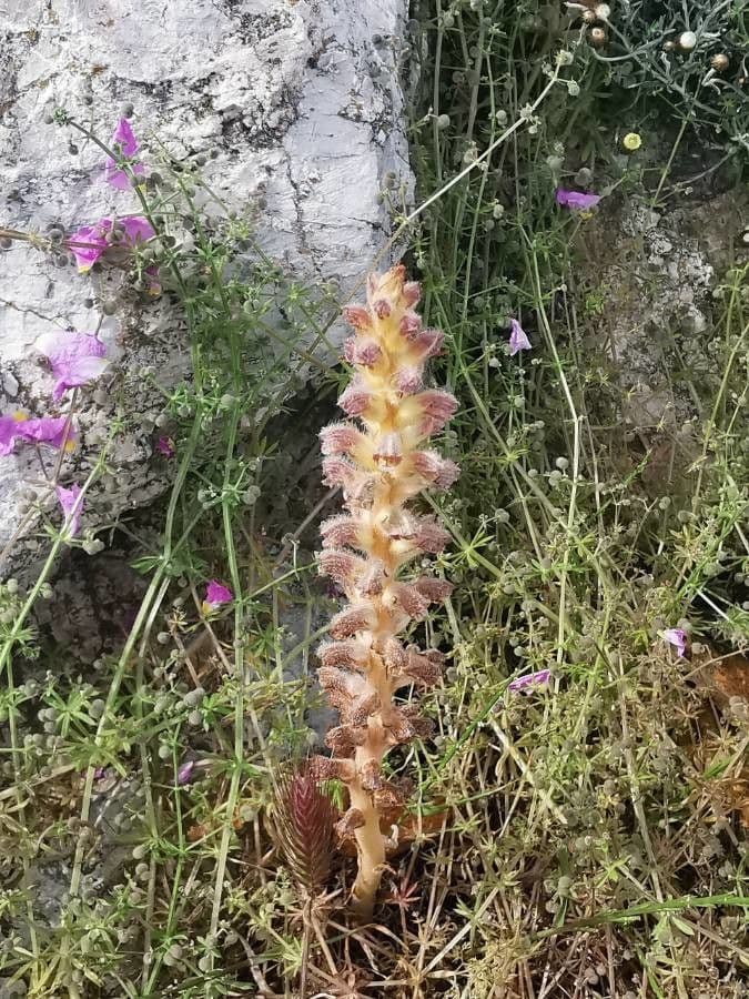 Orobanche pubescente 4