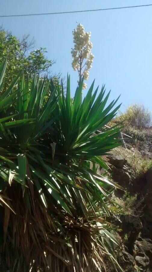 Yuca gigante 6