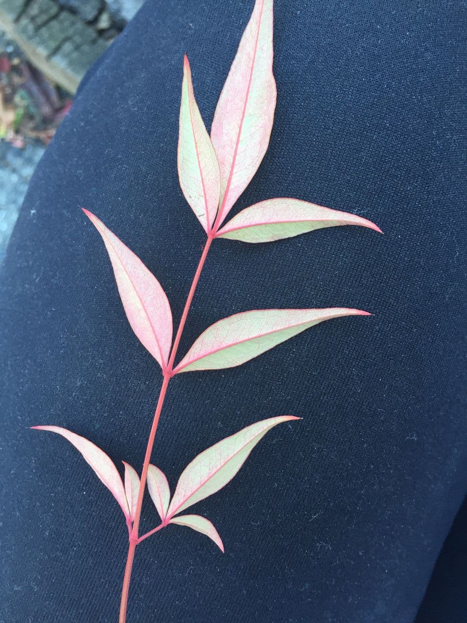 Nandina 27