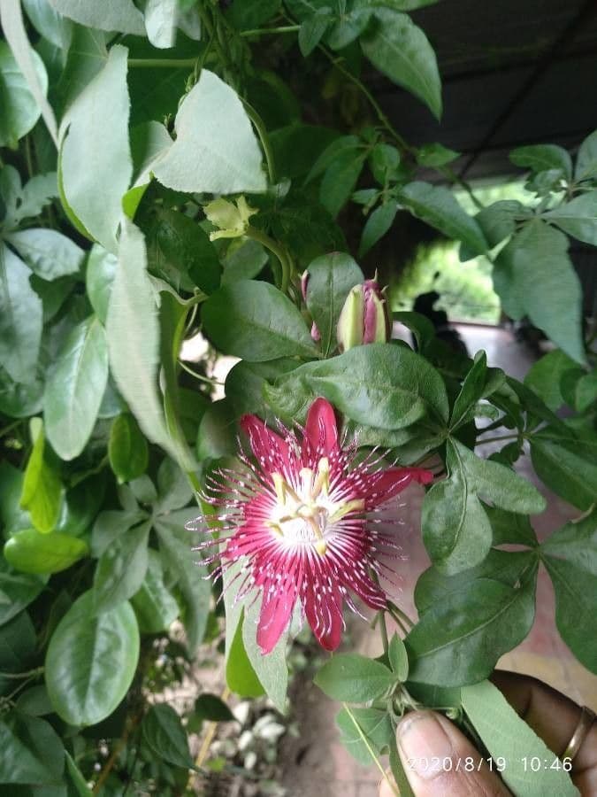 Passiflora cinabare