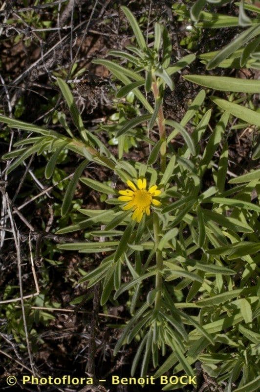 Asteriscus odorant 9