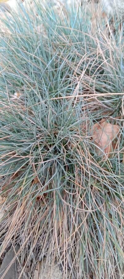 Festuca blu 11