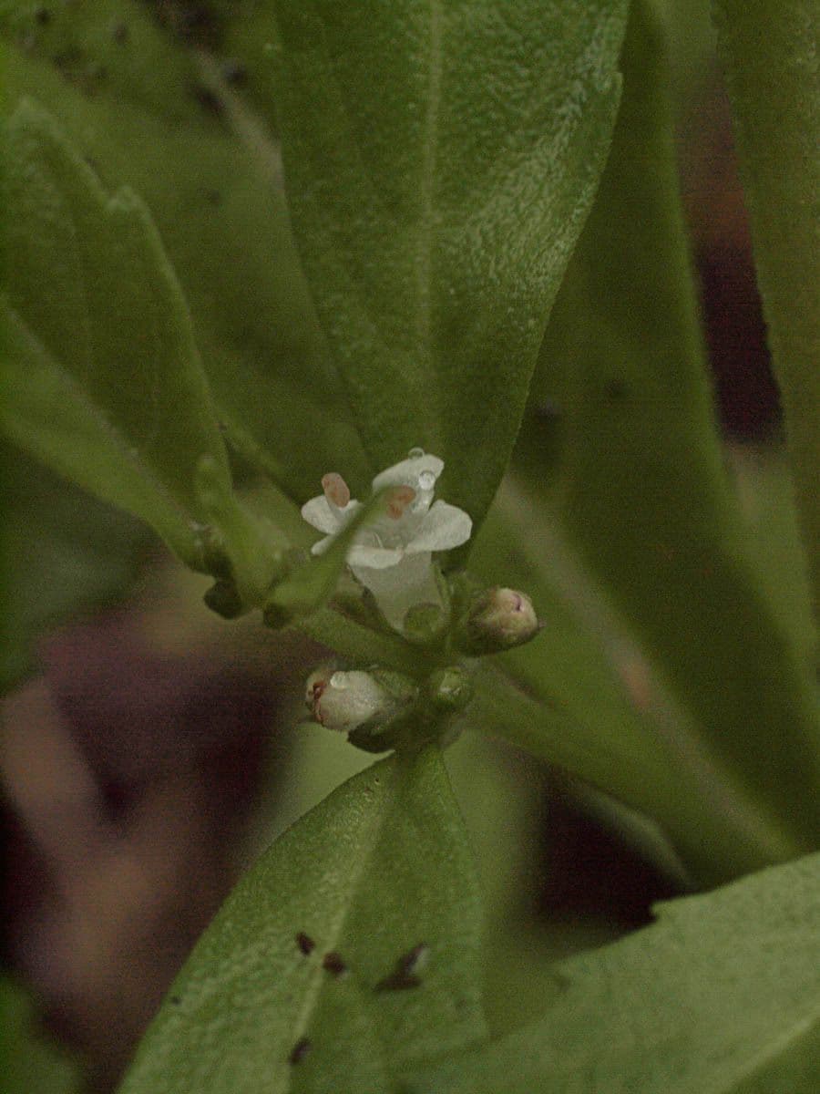 Lycopus uniflorus 8