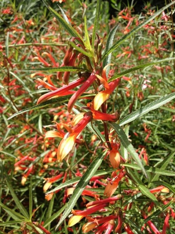 Lobelia lassiflora 14