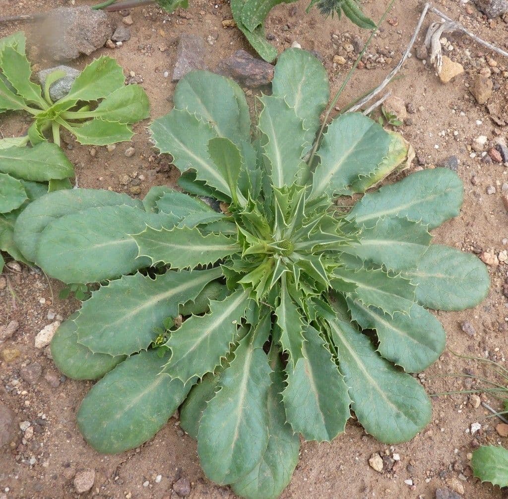 Panicaut à feuilles de houx 9