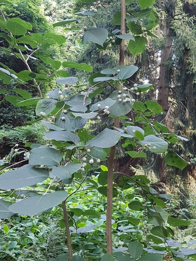 Styrax officinalis 18