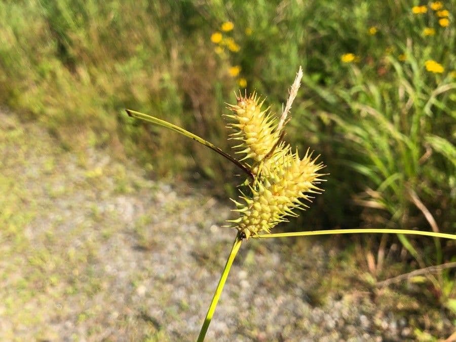 Igel-Segge 2