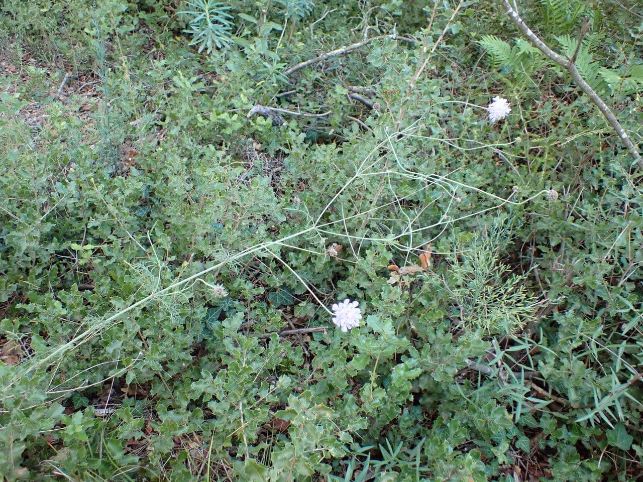 Vedovina cinerea 23
