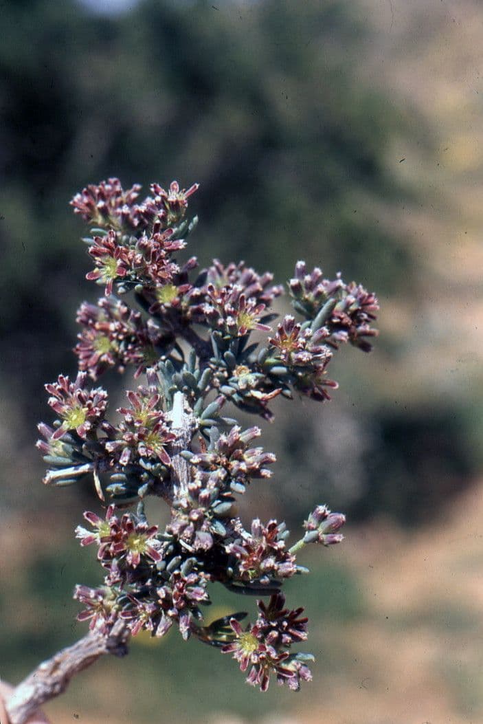 Gymnocarpos 12