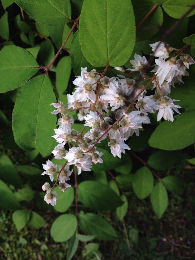 Deutzia scabra 7