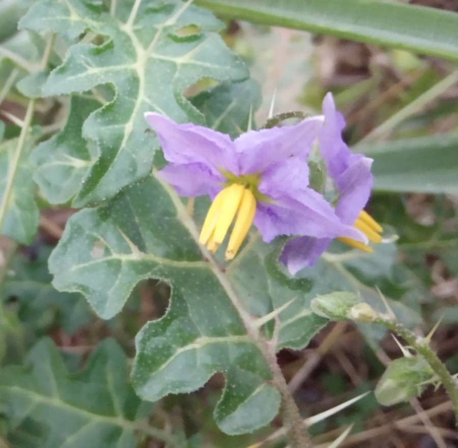 Solanum dimidiato 10