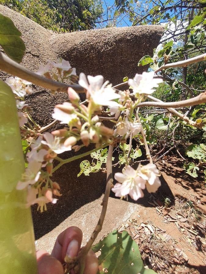 Rundblättrige Dombeya 8