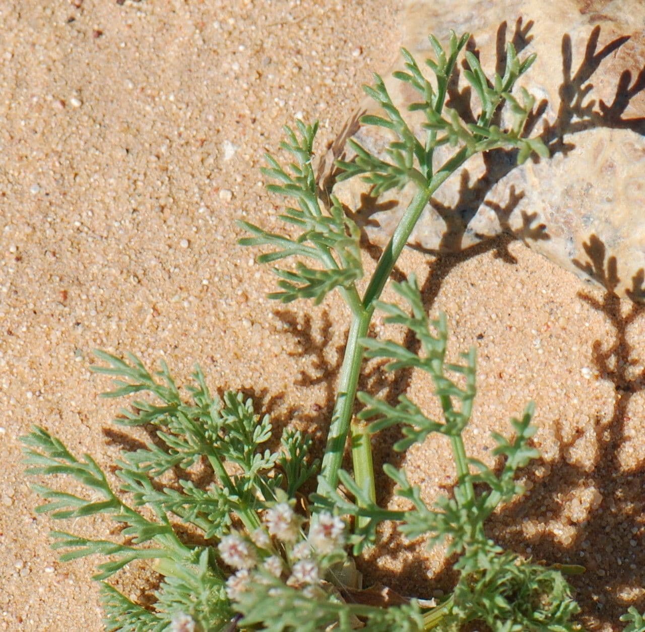 Ammodaucus 20