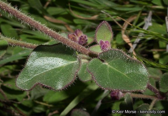 Mirabilis laevis 12