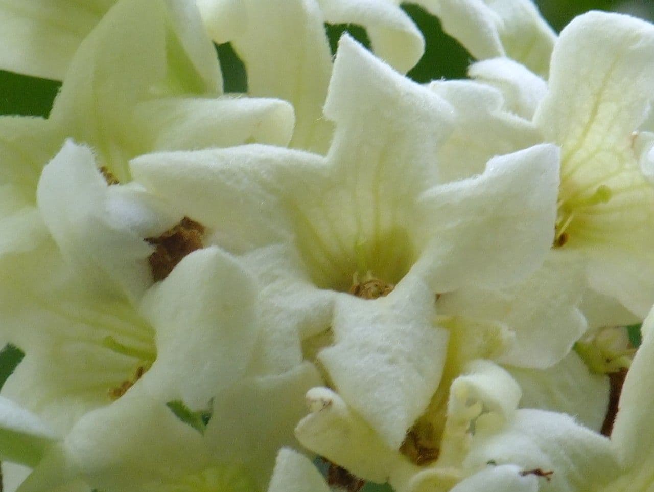 Emmenopterys 4