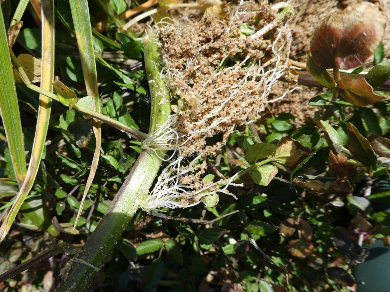 Veronica acquatica 24