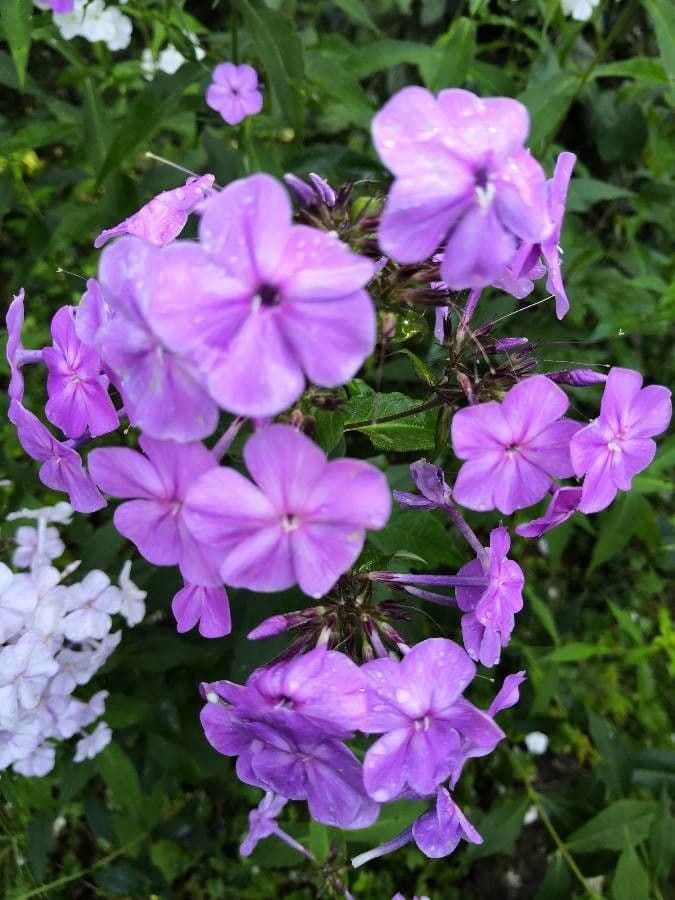 Gefleckte Phlox 5