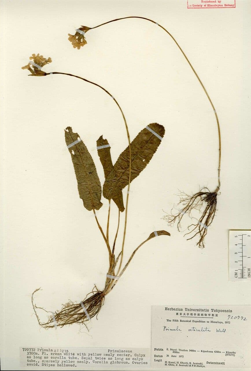 Primula 2