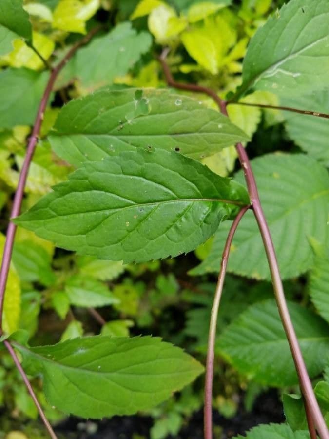 Doellingeria umbellata 18