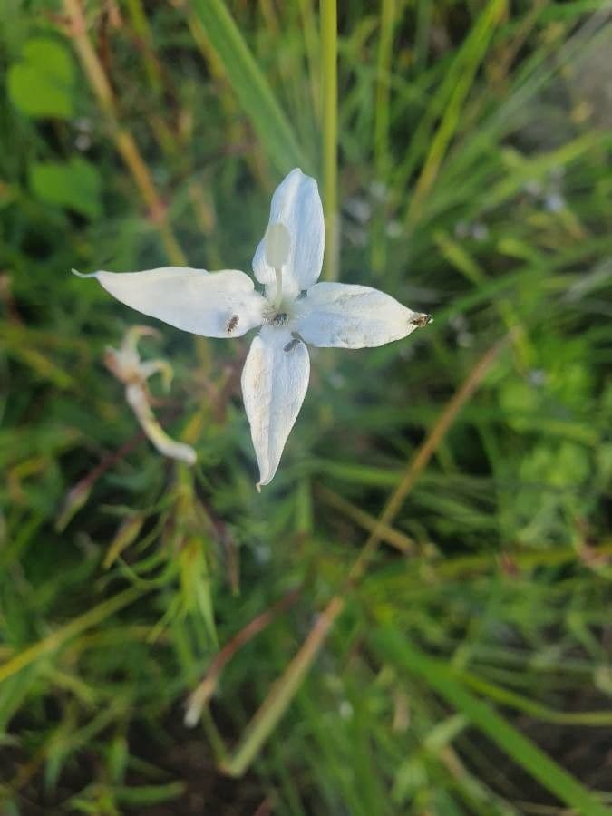 Conostomium 6