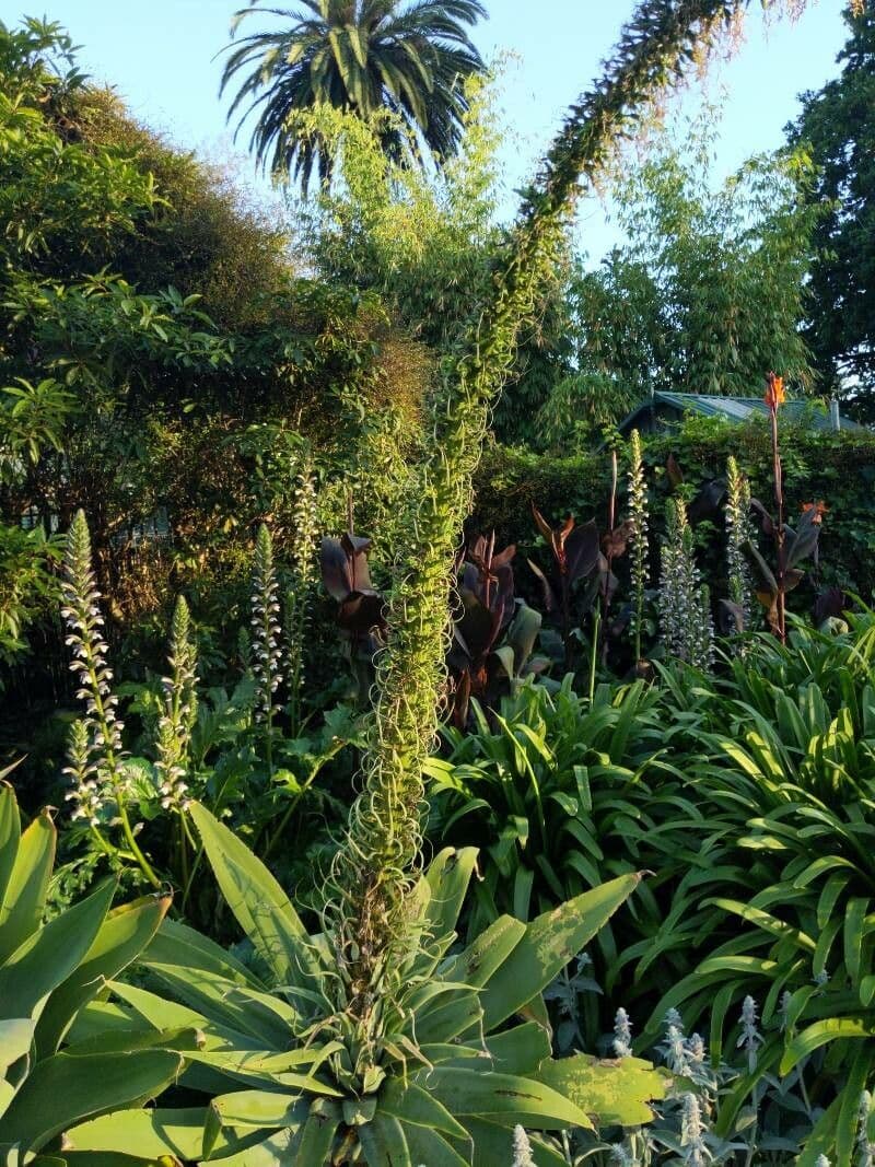 Echium pininana 20