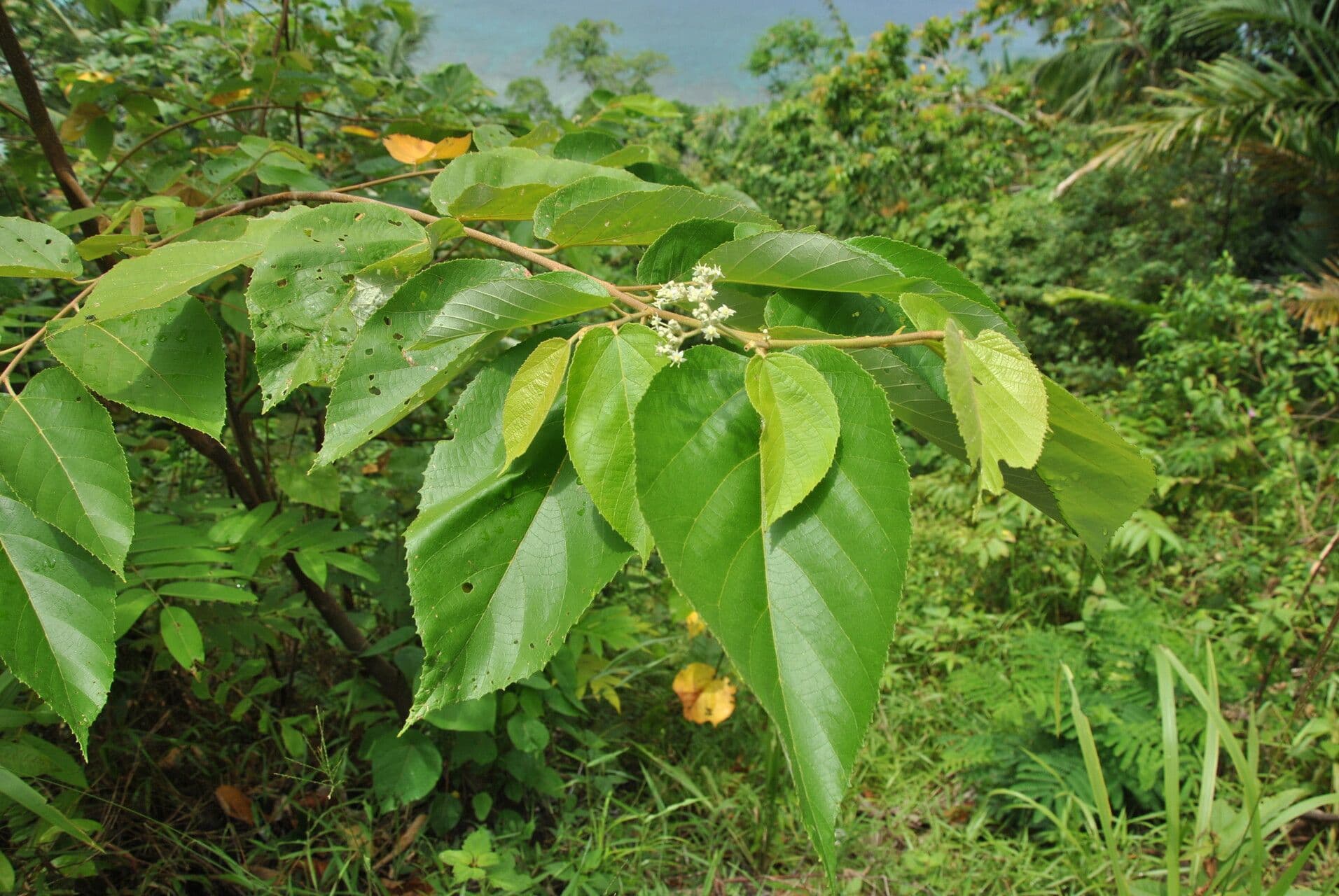Commersonia bartramia 20